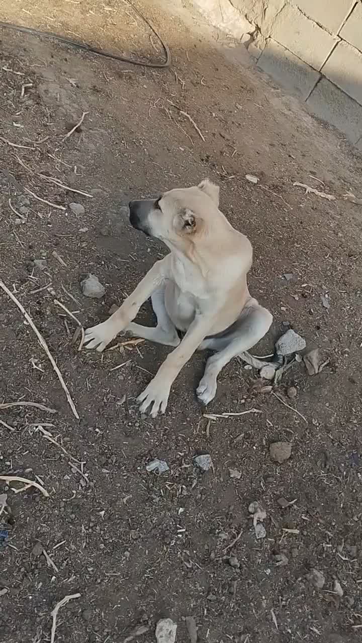 فروشی|سگ|جلگه رخ, |دیوار