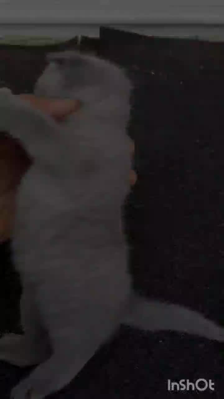 گربه بریتیش بلو|گربه|رشت, معلم|دیوار