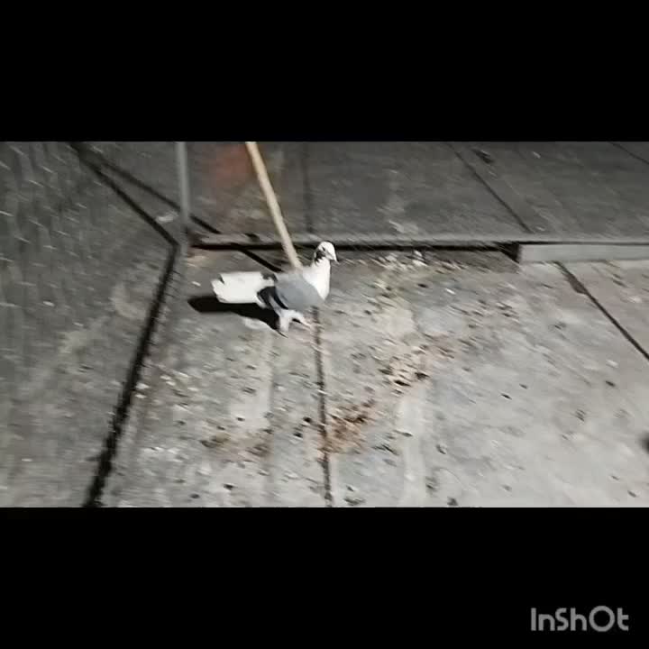 کفتر رنگی|پرنده|لار, |دیوار