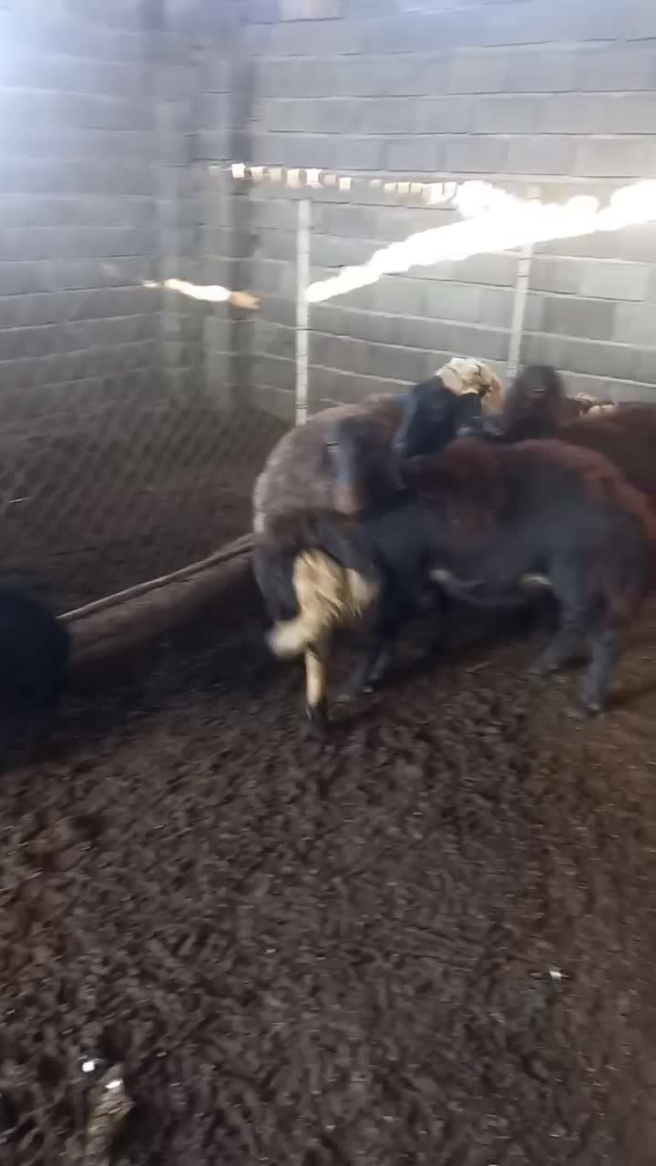 قوچ بروجردی اصل|حیوانات مزرعه|علی‌آباد کتول, |دیوار