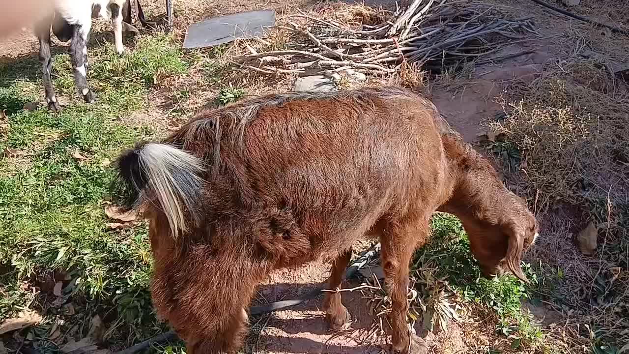 نر بز پاکستانی اصل وماده بز|حیوانات مزرعه|آبعلی, |دیوار