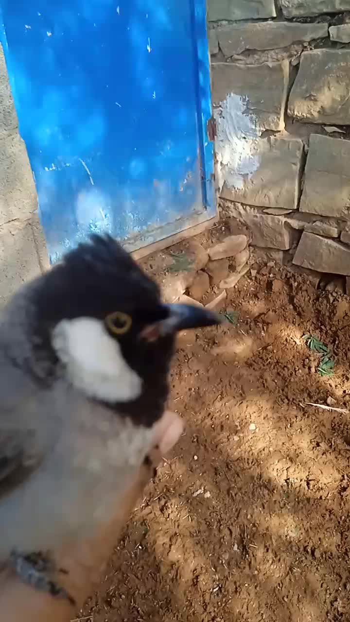 پرنده|پرنده|مسجد سلیمان, |دیوار