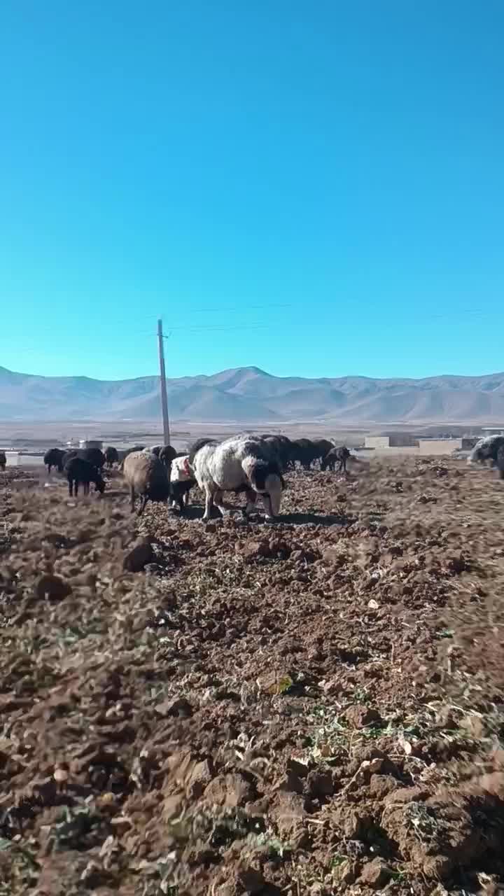 قوچ پلنگی|حیوانات مزرعه|زنده رود, |دیوار