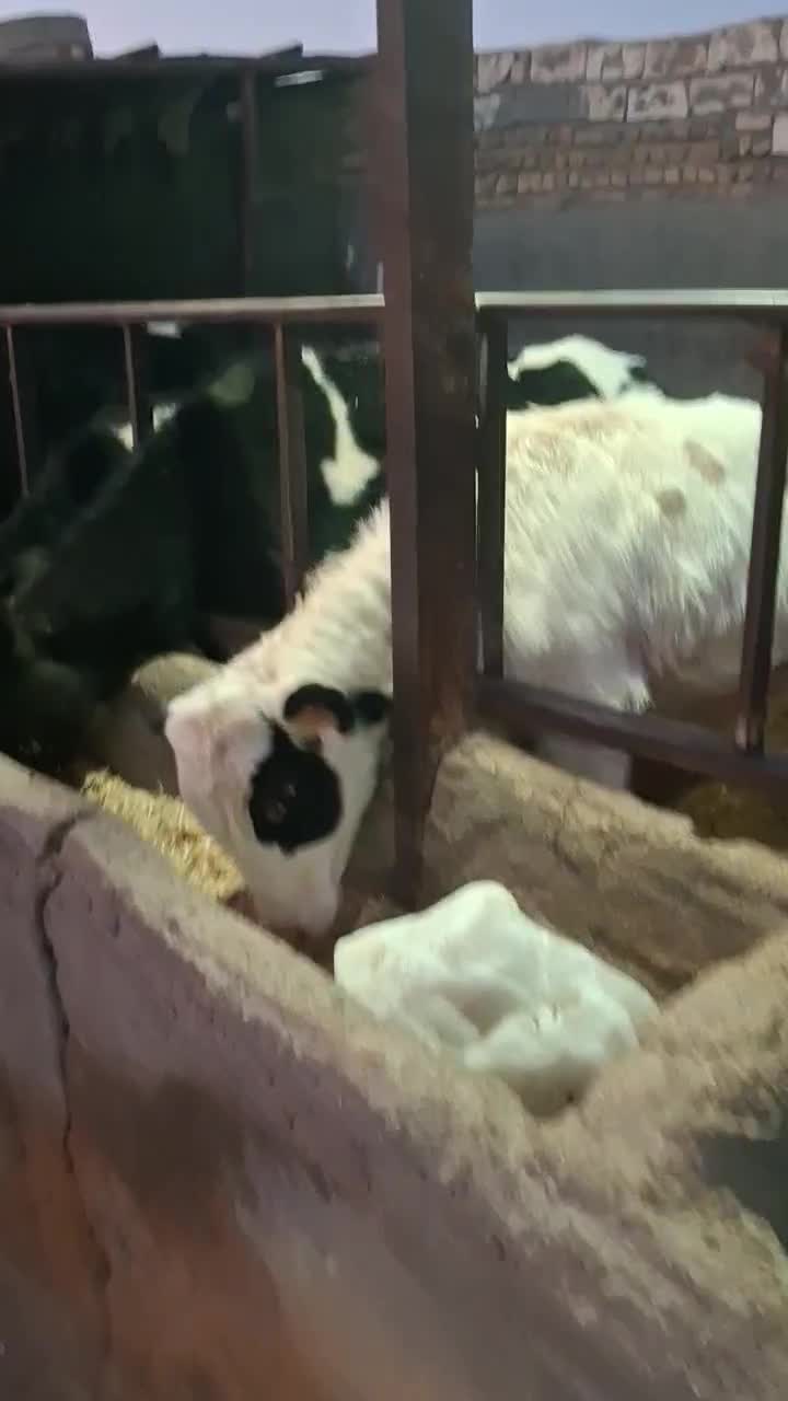 گوساله نر|حیوانات مزرعه|جعفرآباد, |دیوار