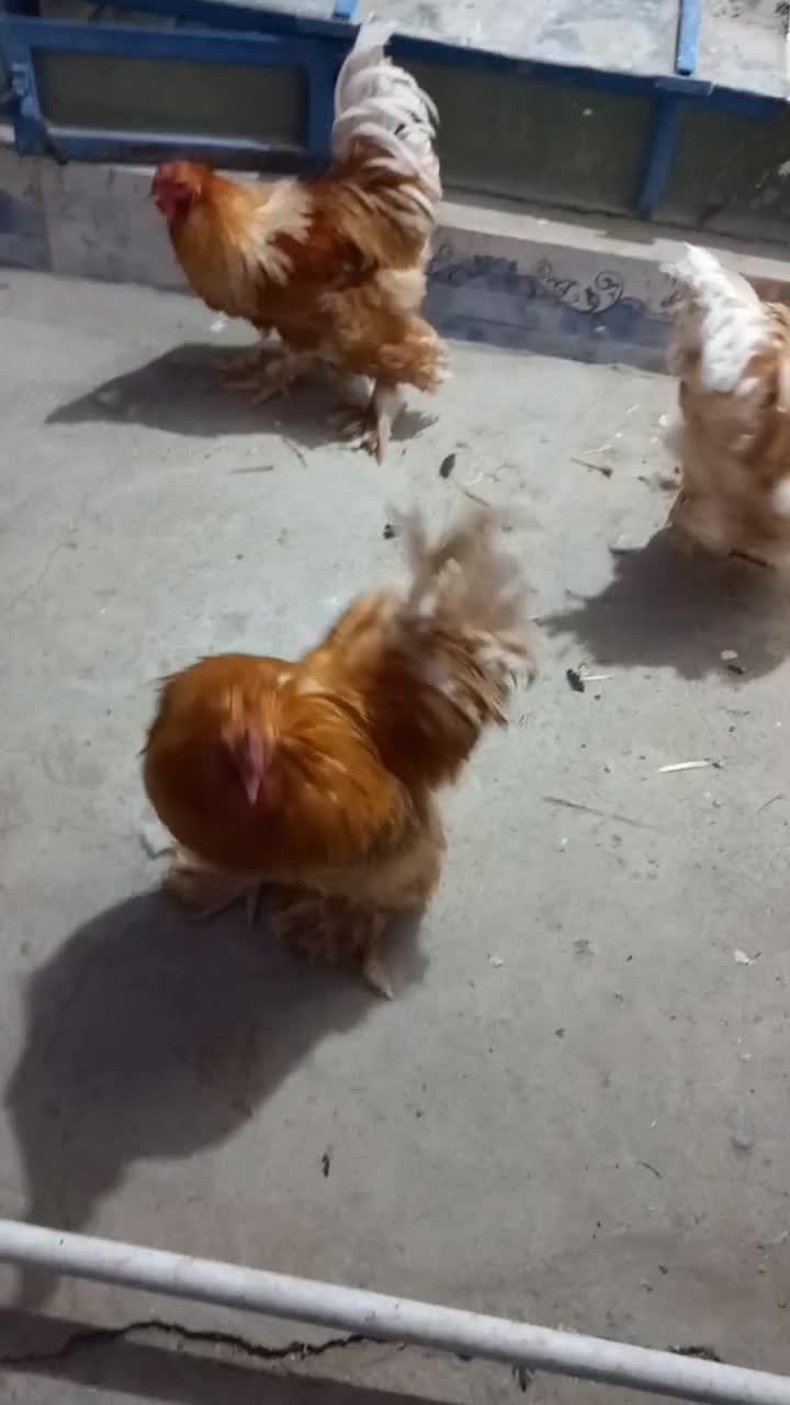 برهمای واقعی و اصل|حیوانات مزرعه|زاهدان, |دیوار