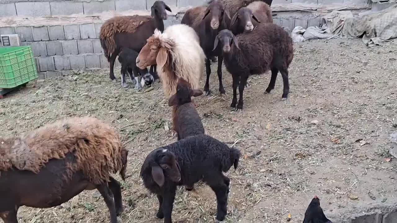 میش بره افشاری|حیوانات مزرعه|خمینیشهر, |دیوار