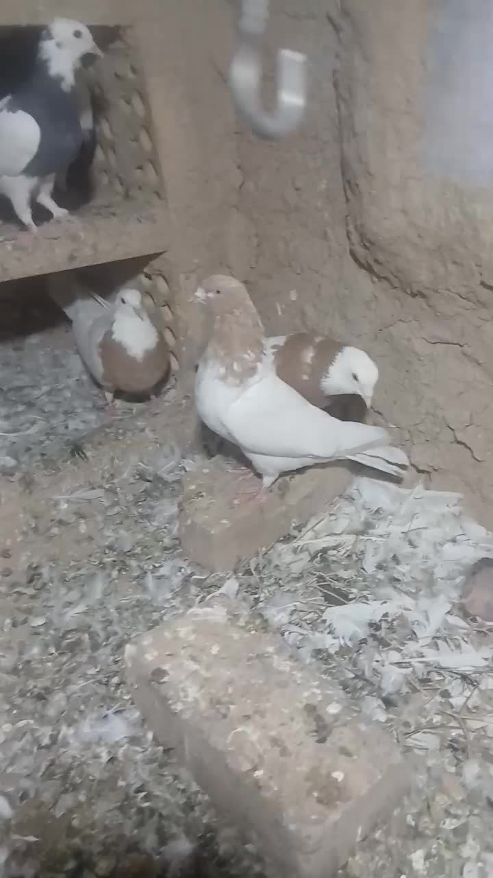 کبوتر|پرنده|شراء, |دیوار
