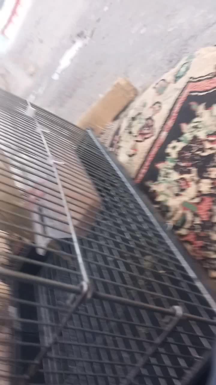 گمشده|پرنده|اسلامآباد غرب, |دیوار