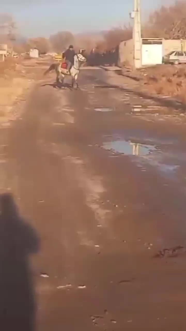 اسب نریان کرد|اسب و تجهیزات اسب‌سواری|تبریز, |دیوار