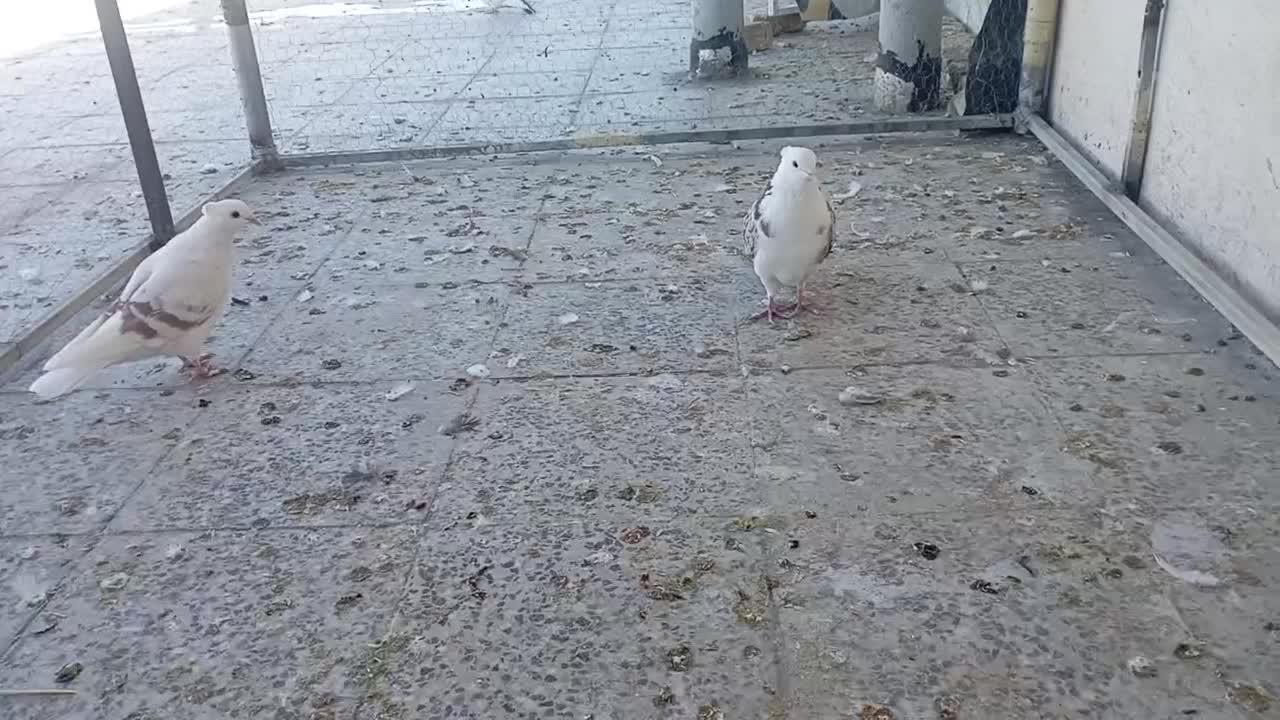 کبوتر پلنگ نباتی|پرنده|دورود, |دیوار