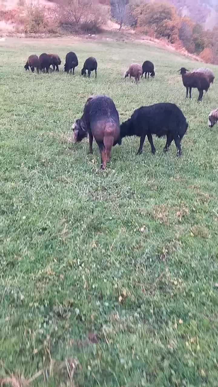 یه عدد قوچ نر|حیوانات مزرعه|مریوان, |دیوار