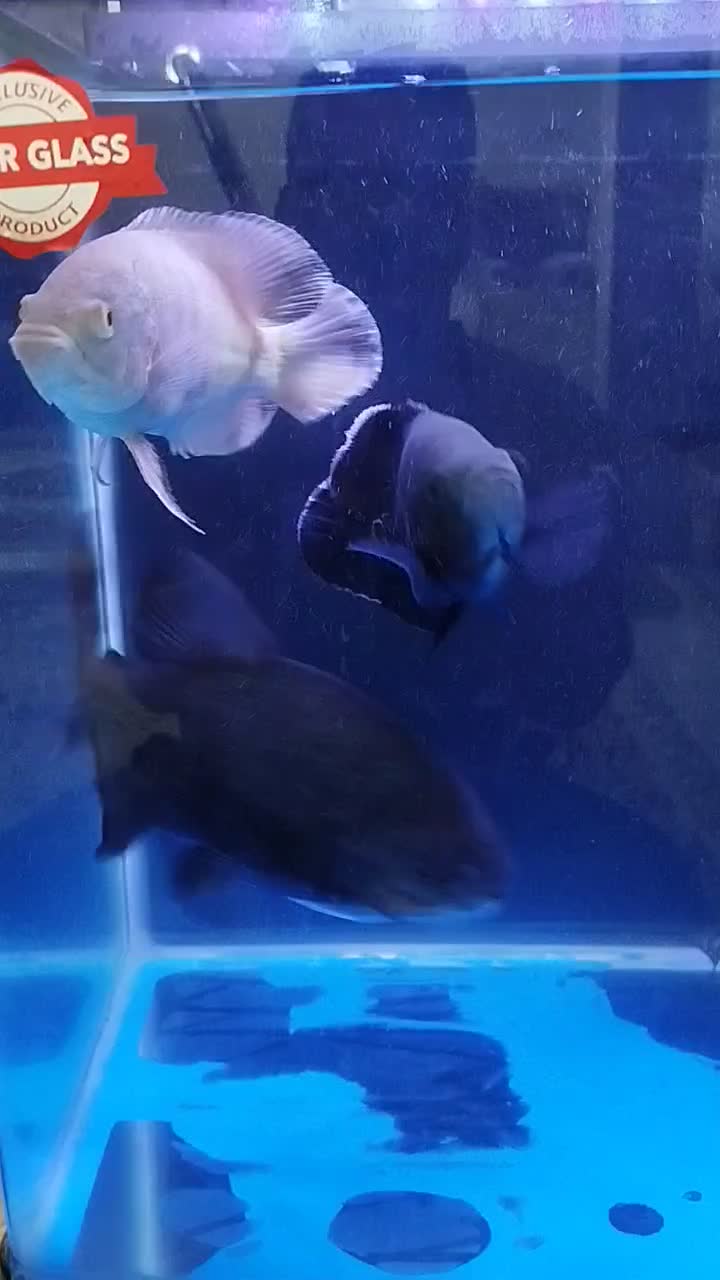 فروش ماهی|ماهی|ماکو, |دیوار