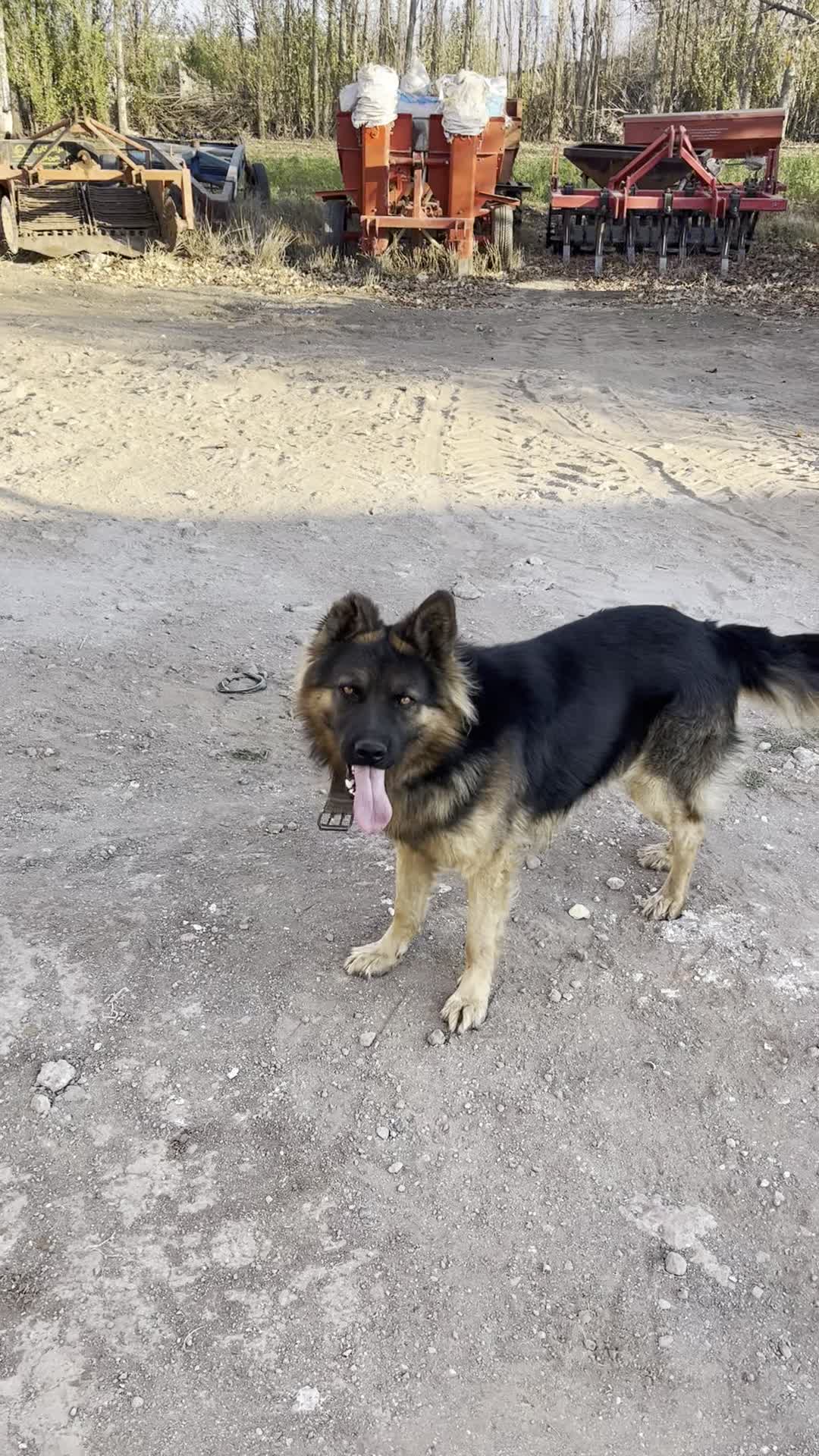 سگ ژرمن کاملا خانگی ۱۷ ماهه|سگ|اردبیل, |دیوار