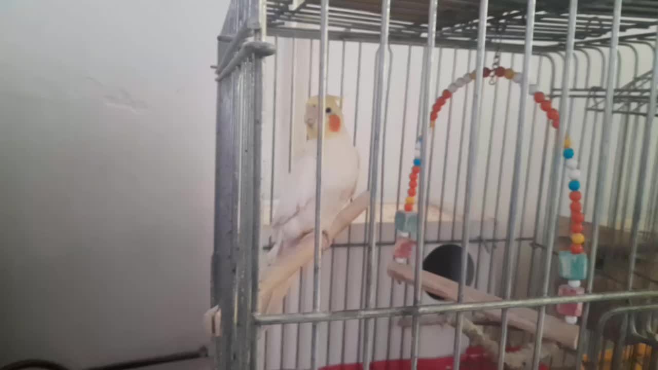 عروس هلندی|پرنده|اسلام‌شهر, شهرک محمدیه|دیوار