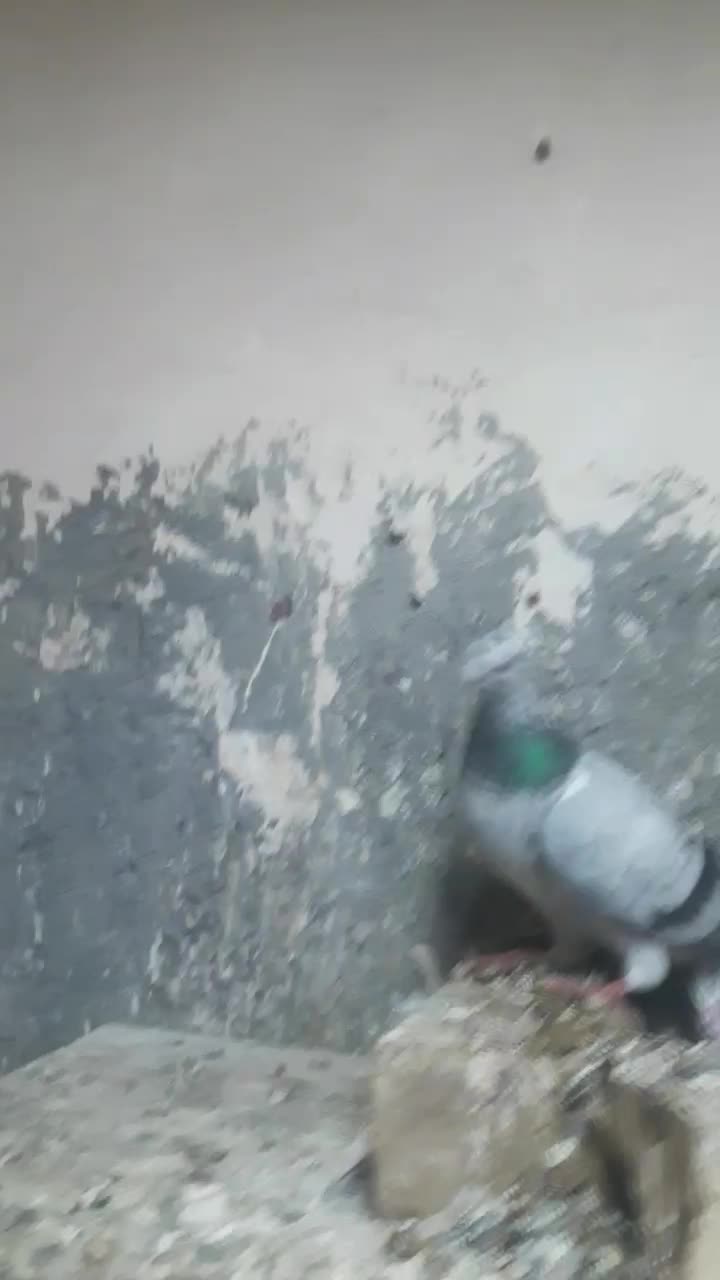 کفتر|پرنده|تربت جام, حافظ|دیوار