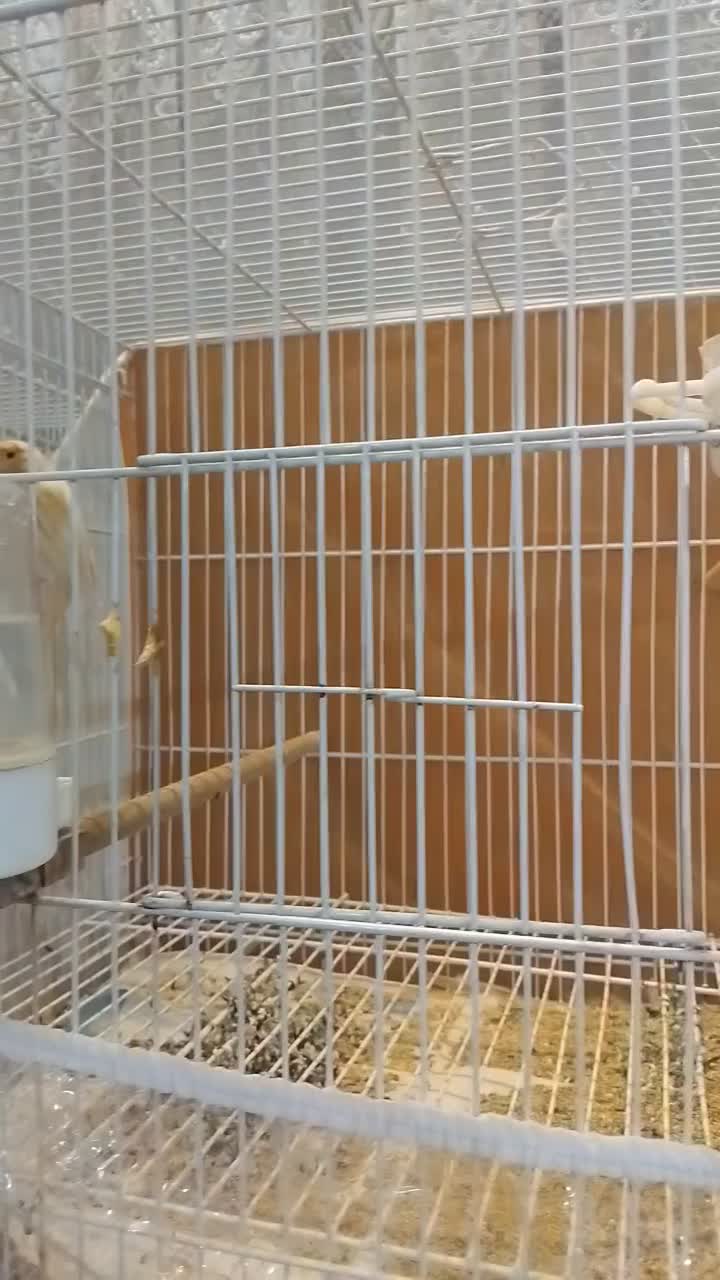 قناری موزائیکی و ردفاکتور|پرنده|مشهد, حسین‌آباد|دیوار