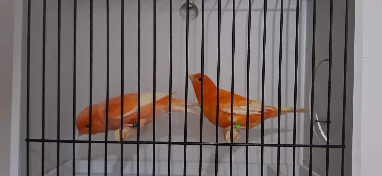 قناری رنگی 2025|پرنده|تهران, صادقیه|دیوار