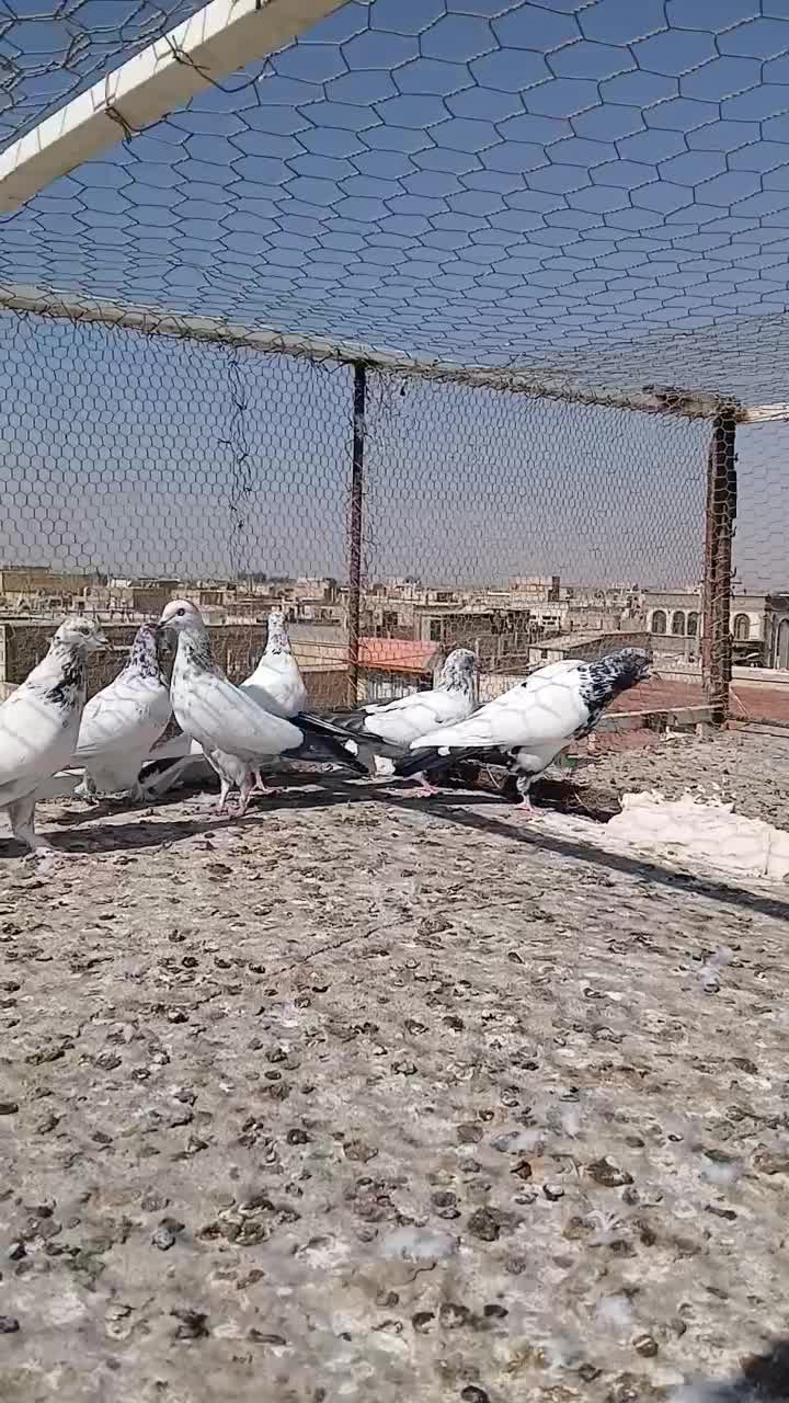 کفتر نر ماده    جفت آماده     ۷جفت|پرنده|کاشان, کارگر|دیوار