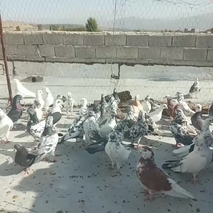 کبوتر خوب|پرنده|مشگین شهر, |دیوار