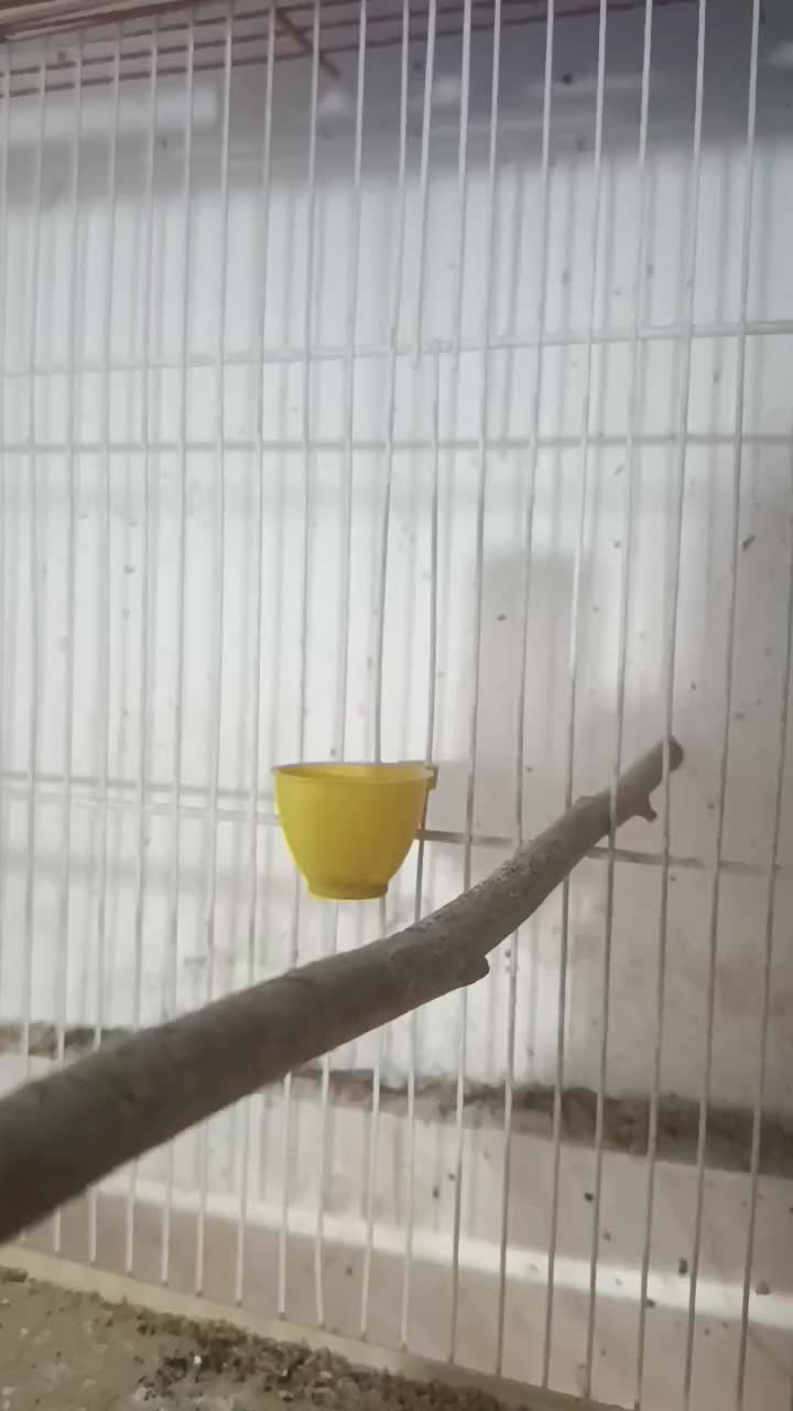 قناری|پرنده|کرمان, |دیوار