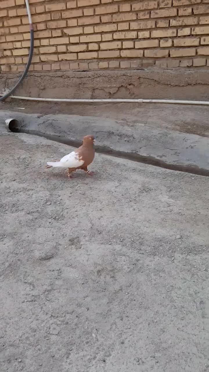 یکت سفید|پرنده|کرخه, |دیوار