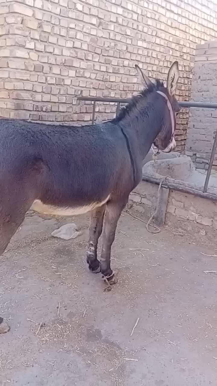 کره الاغ|حیوانات مزرعه|نیشابور, شهرکهنه|دیوار