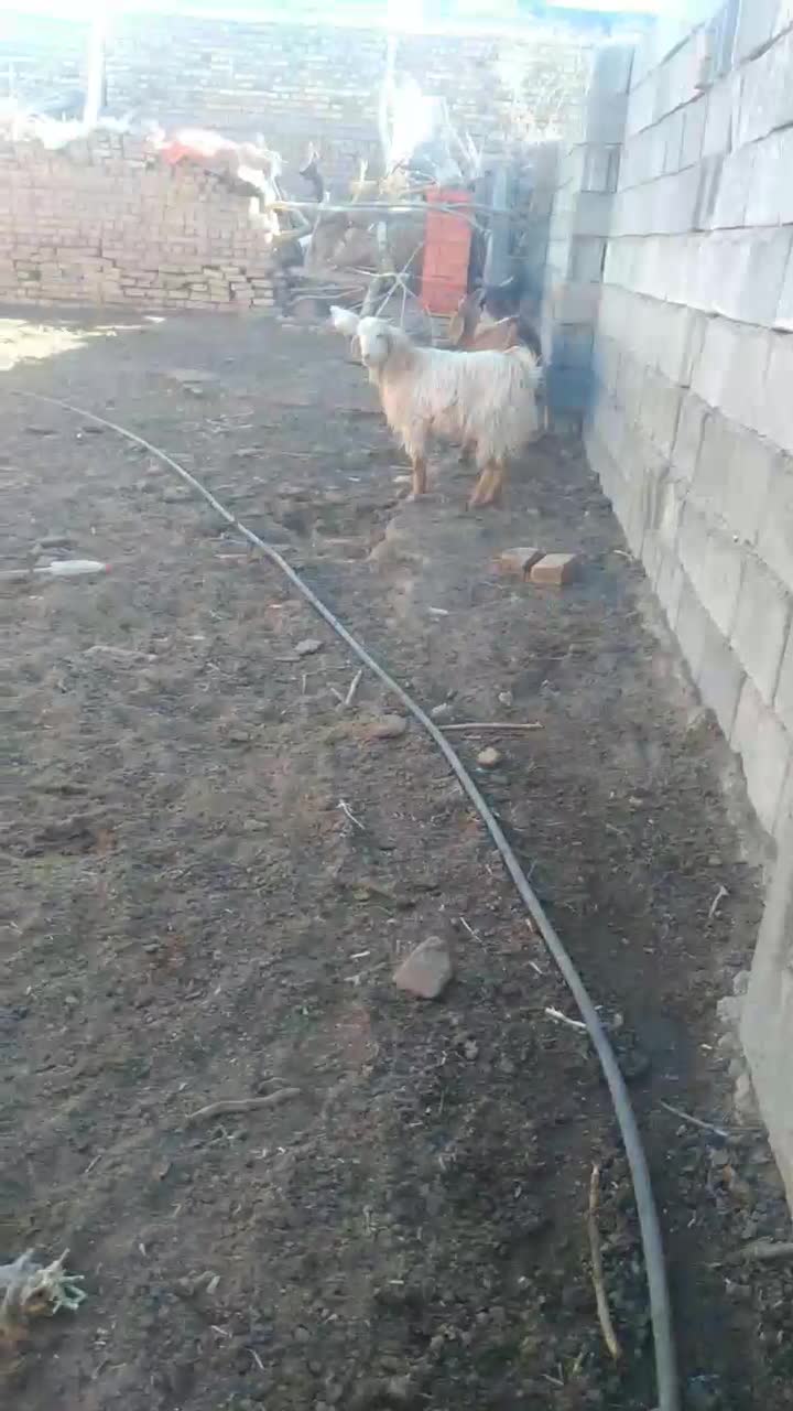 ۳ تا بزغاله نر چاق فروشی گوسفند.میش.بز.بزغاله|حیوانات مزرعه|تربت‌حیدریه, پائین ولایت|دیوار