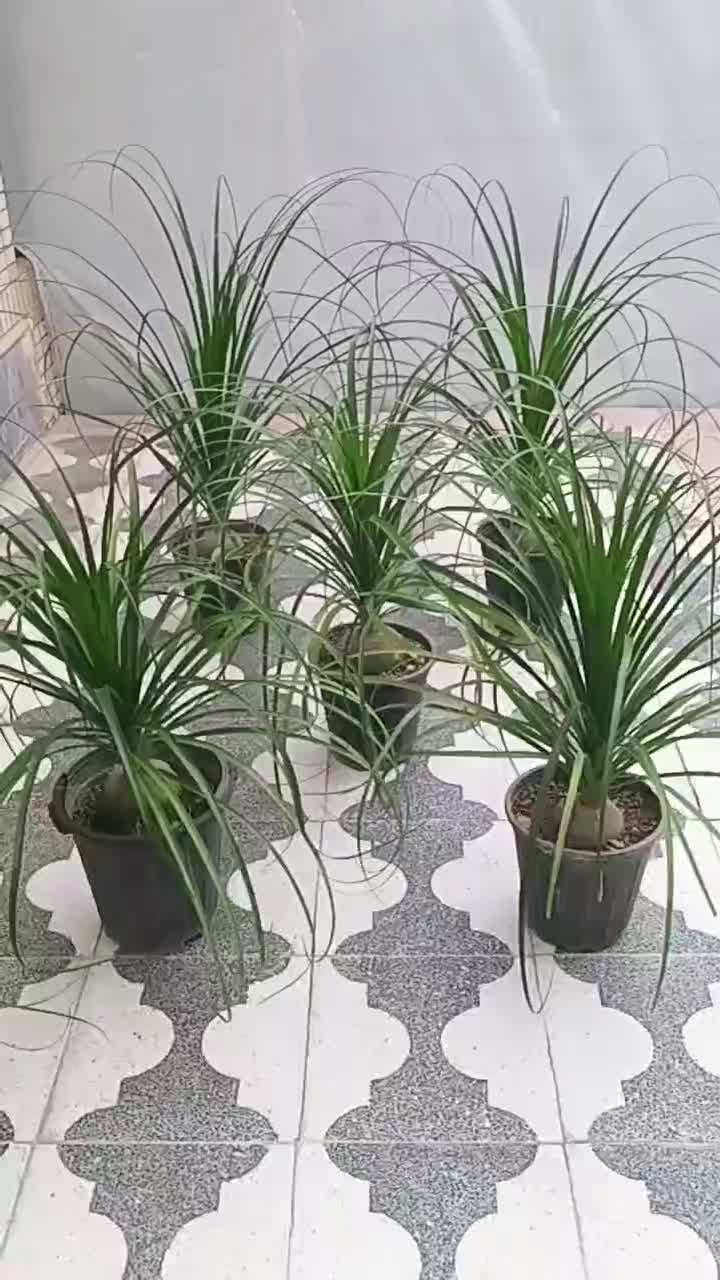 گل لیندا|گل و گیاه طبیعی|شیراز, شهرک رضوان|دیوار