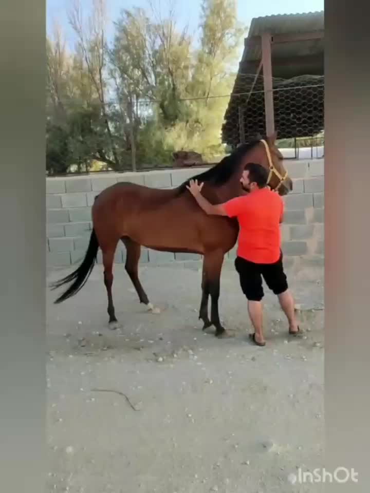 اسب نژاد عرب مادیان|اسب و تجهیزات اسبسواری|مشهد, هفده شهریور|دیوار