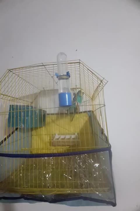 مرغ عشق|پرنده|خورموج, |دیوار