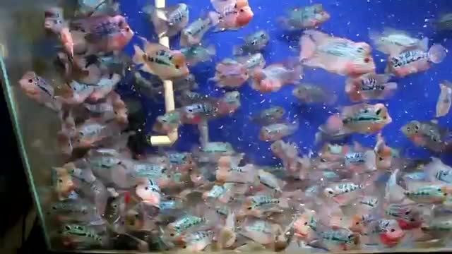 فروش ویژه جوجه فلاورهورن وارداتی نژاد رِد دراگون|ماهی|کرمان, |دیوار