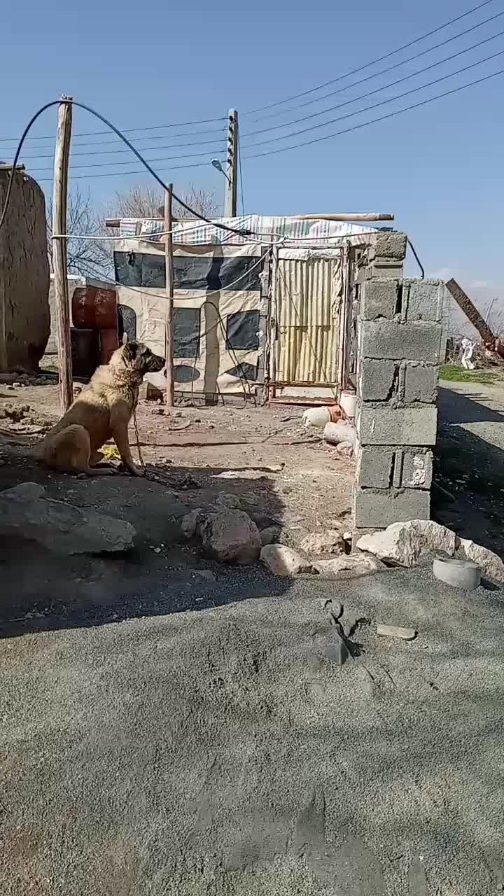 سگ افغان|سگ|کرمانشاه, |دیوار