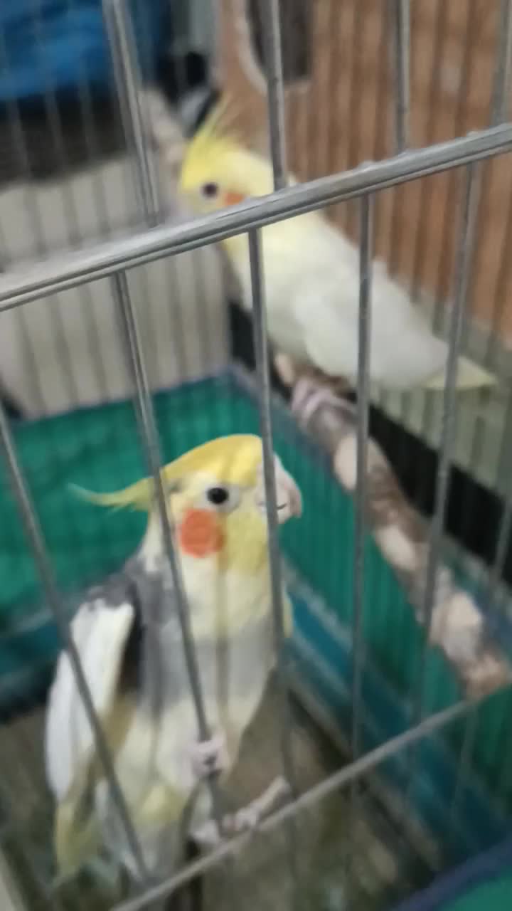 عروس هلندی|پرنده|کرج, شهرک یاس شمالی|دیوار