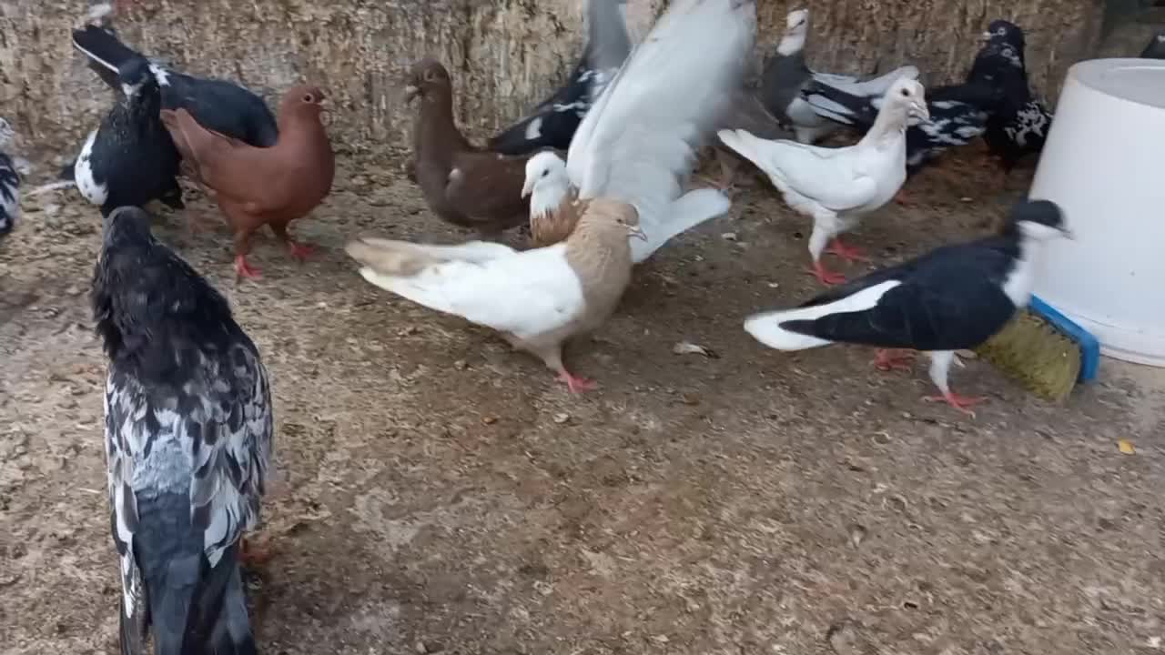 کبوتر|پرنده|اهواز, زرگان|دیوار