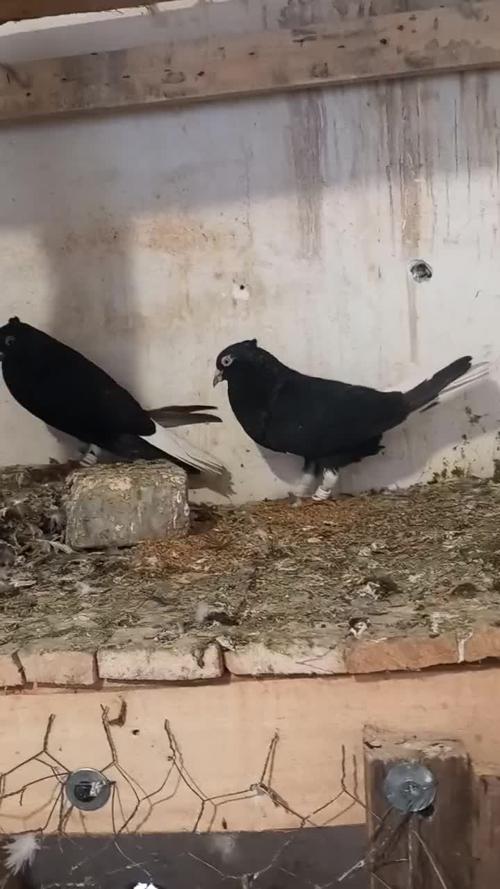 کفتر رنگی|پرنده|دزفول, |دیوار