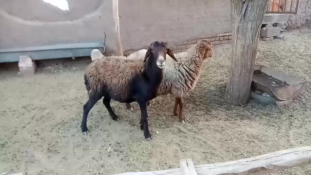 2راس میش داشتی گله گرد وآبستن|حیوانات مزرعه|کدکن, |دیوار