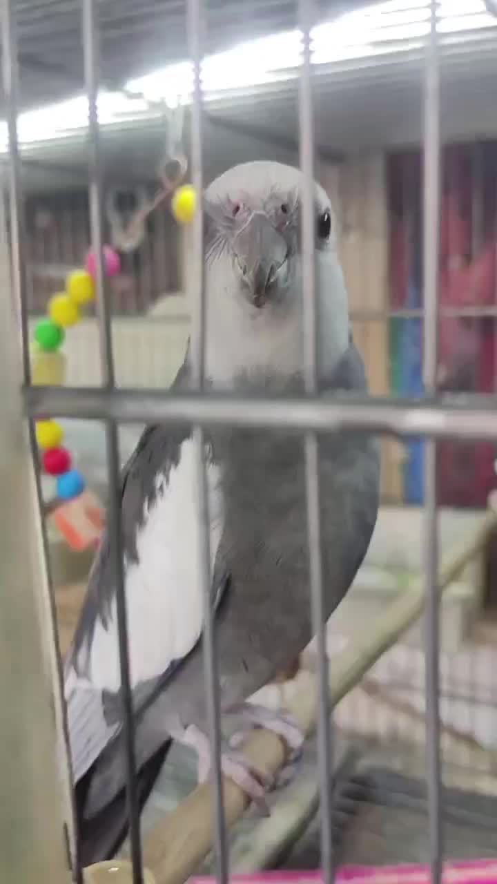 عروس هلندی وایت فیس سخنگو|پرنده|آذرشهر, |دیوار