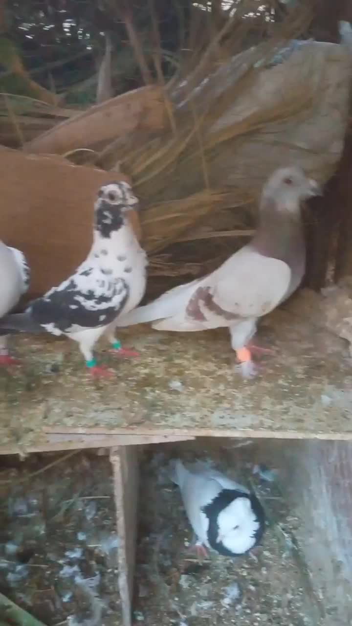 کبوتر|پرنده|طبس, |دیوار