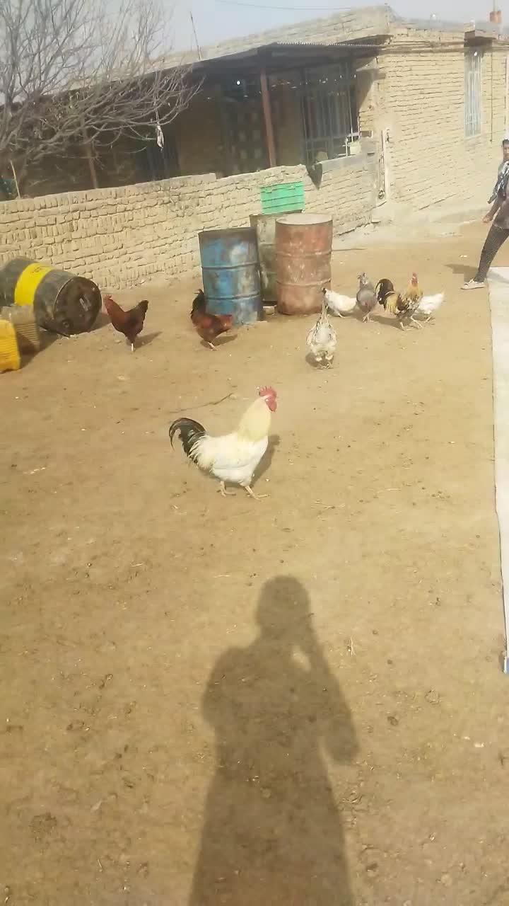 خروس محلی|حیوانات مزرعه|شیروان (خراسان), |دیوار