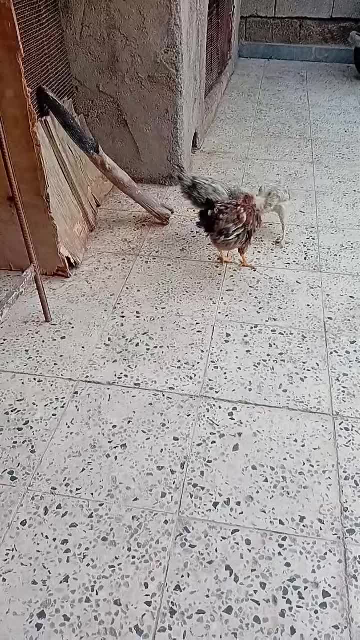 نیمچه. عربی|حیوانات مزرعه|اهواز, علی آباد|دیوار