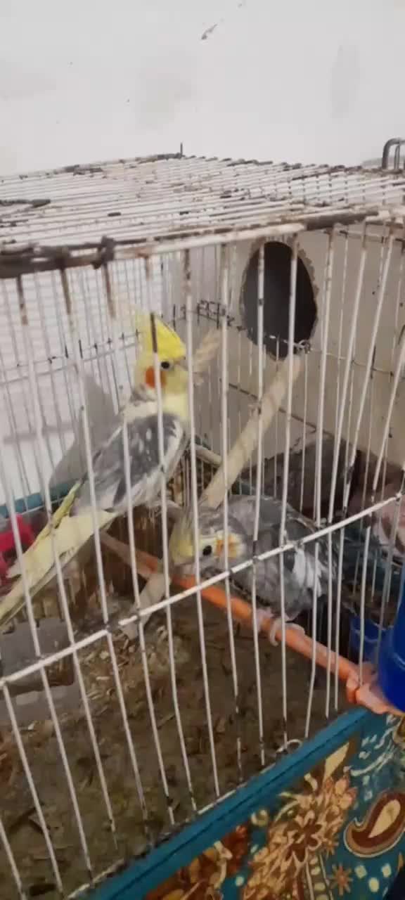 عر وس نرو ماده|پرنده|چناران, |دیوار