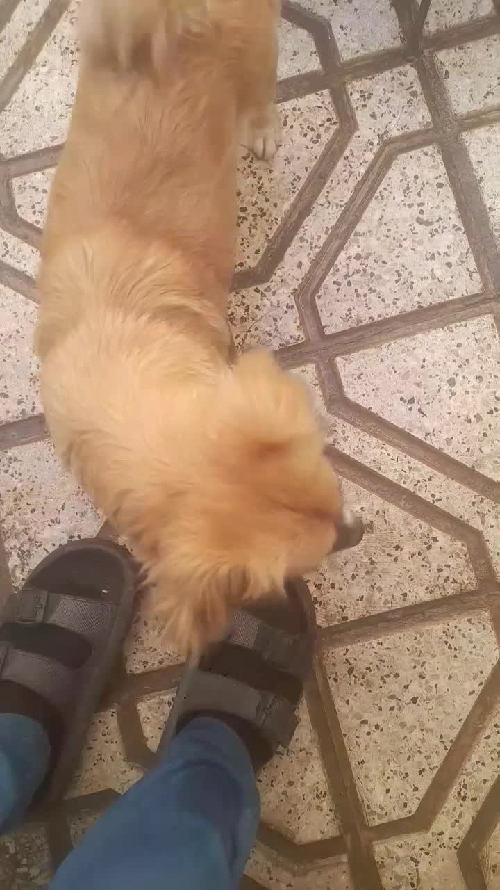 دوچرخه دخترانه سایزه ۱۶|دوچرخه، اسکیت، اسکوتر|مشهد, زیرکن|دیوار