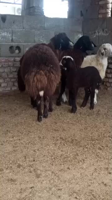 بره سوپر چاق نر و ماده|حیوانات مزرعه|سیمین شهر, |دیوار