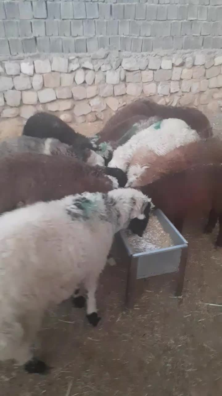 بره ،میش،گوسفند|حیوانات مزرعه|ایوان, |دیوار