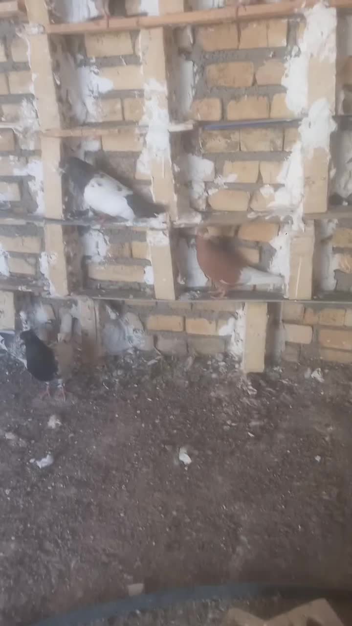 کبوتر رنگی و دورگ ۱۰ ماده ۱۸ نر|پرنده|کارون, |دیوار