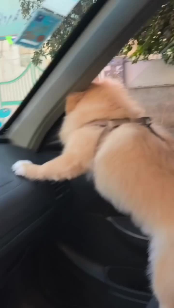 سگ پامراین روباهی|سگ|نسیمشهر, |دیوار