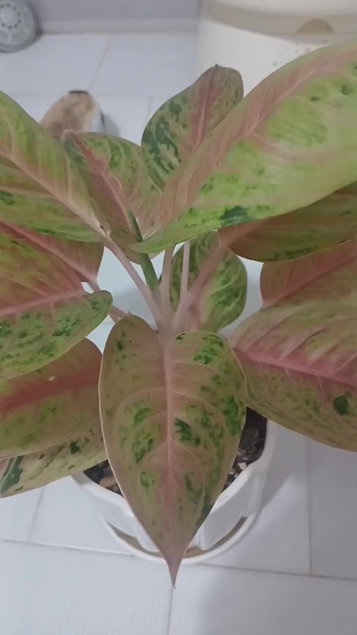 اگلونما کمیاب کلکسیونی سوپر صورتی|گل و گیاه طبیعی|تهران, افسریه شمالی|دیوار