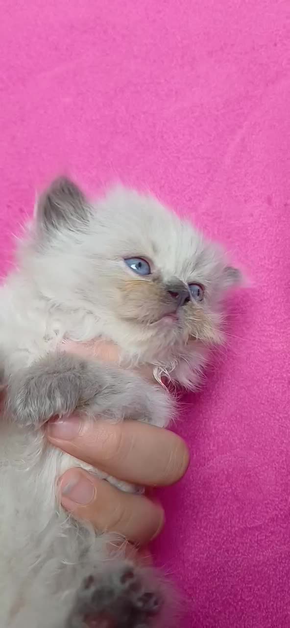 بریتیش های کوچولو|گربه|گرگان, |دیوار