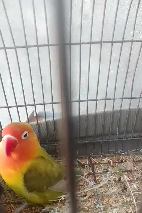 طوطی کتوله . پاستیلی. ماده آماده|پرنده|سرپل ذهاب, |دیوار