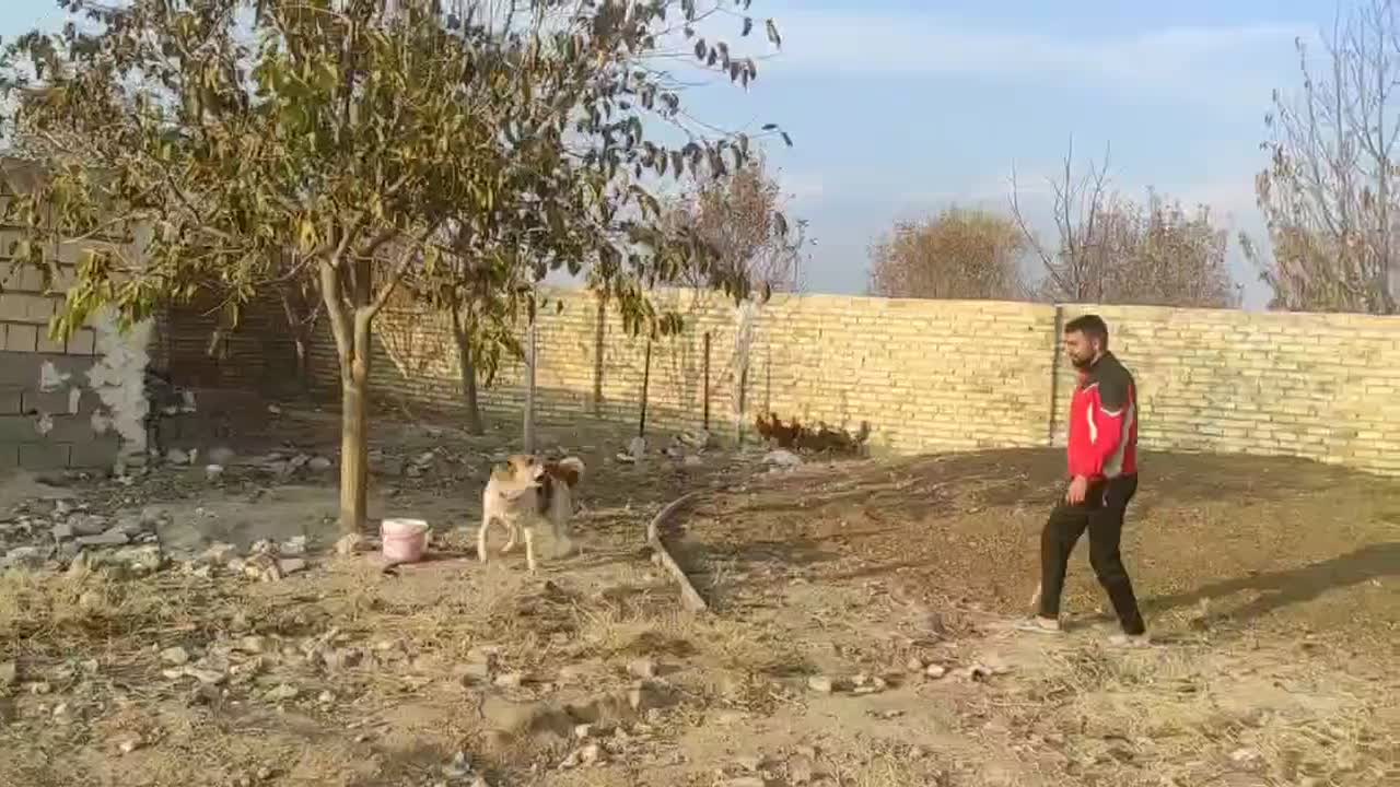 واگذاری سگ گله و نگهبان|سگ|مشهد, شهرک صنعتی توس|دیوار